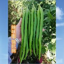 三峡青17线椒种子食辣地区露地越夏栽培或高山反季节栽培