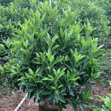 非洲茉莉球基地直销规格齐全欢迎老板来电洽谈合作