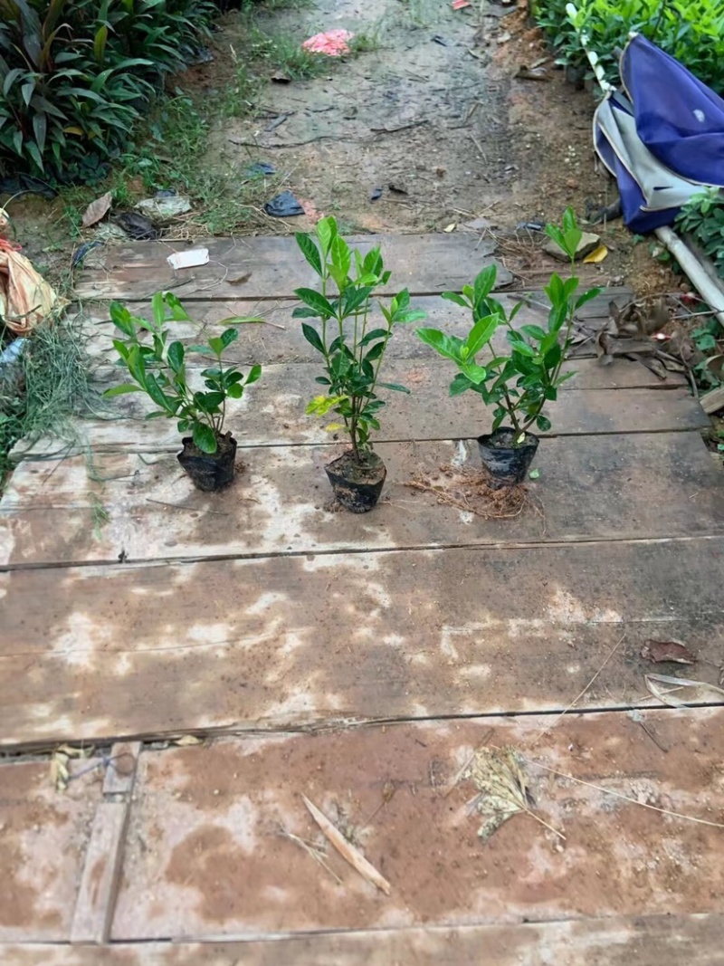 大叶栀子花小杯中杯基地直销质量优质欢迎老板前来咨询
