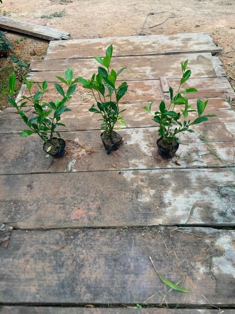 大叶栀子花小杯中杯基地直销质量优质欢迎老板前来咨询