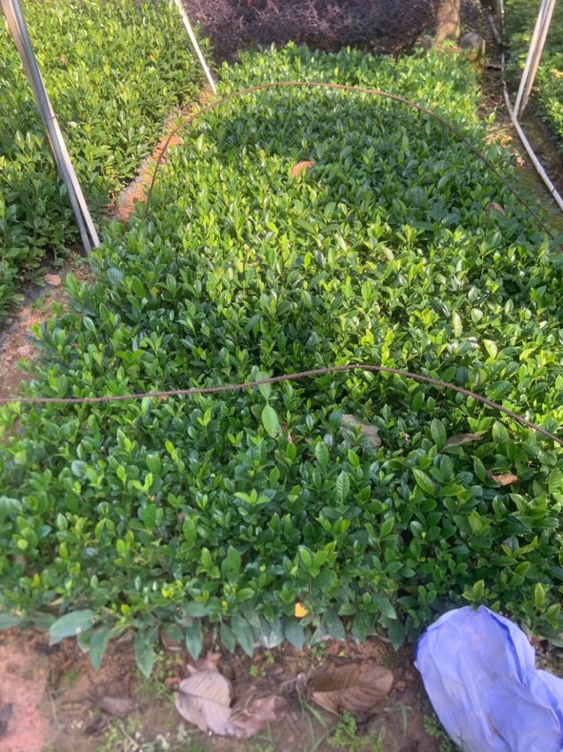 大叶栀子花小杯中杯基地直销质量优质欢迎老板前来咨询