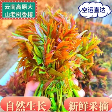 云南香椿新鲜香椿芽航空包邮到家支持一件代发48小时内到货
