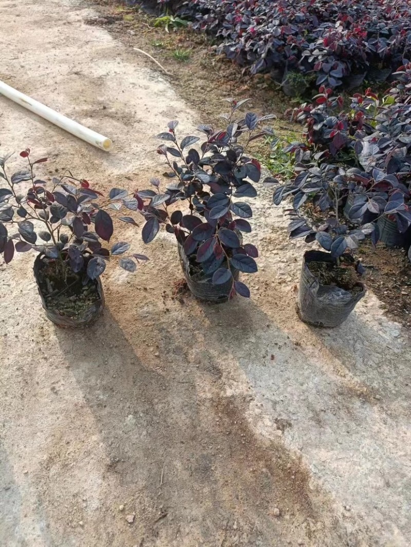 红花继木小杯中杯大杯基地直销质量优质欢迎老板来电咨询