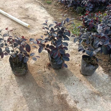 红花继木小杯中杯大杯基地直销质量优质欢迎老板来电咨询