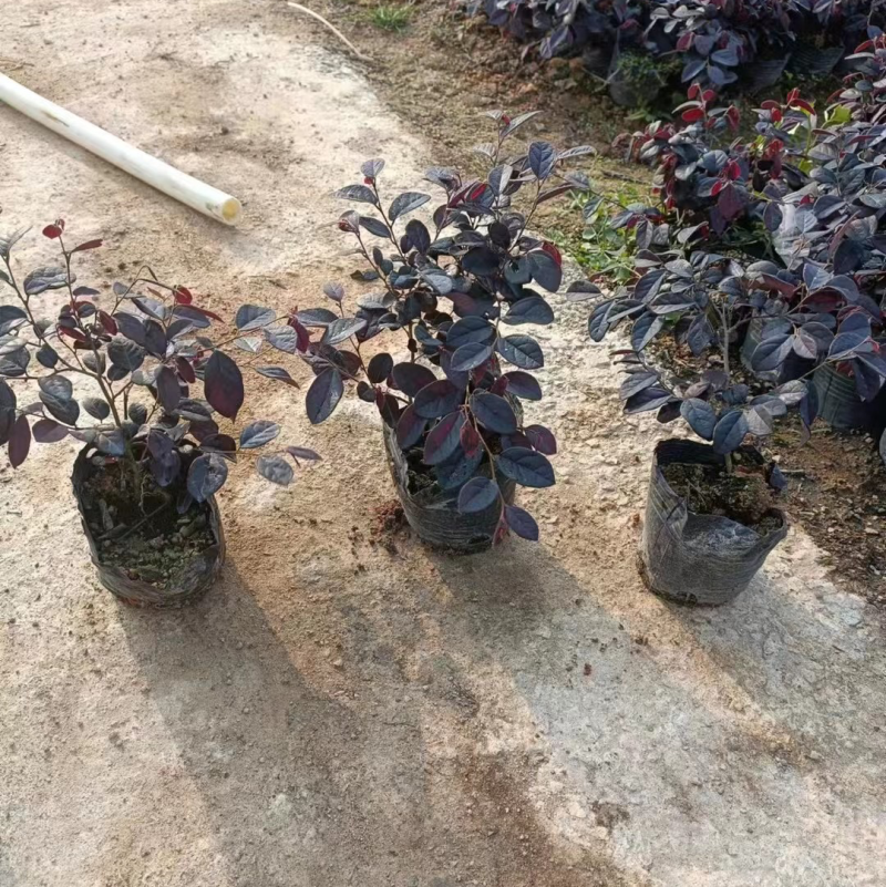 红花继木小杯中杯大杯基地直销质量优质欢迎老板来电咨询