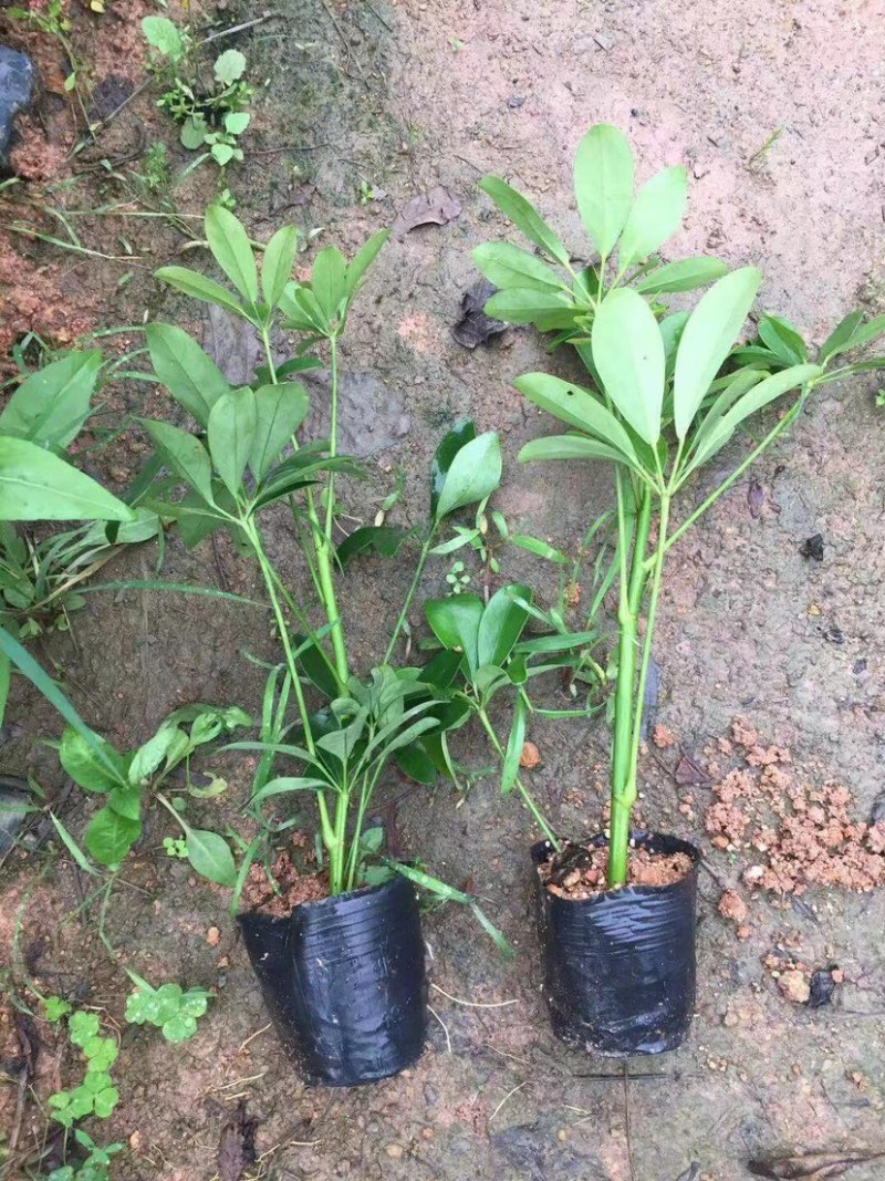 鸭脚木小杯中杯大杯基地直销质量优质欢迎老板来电咨询