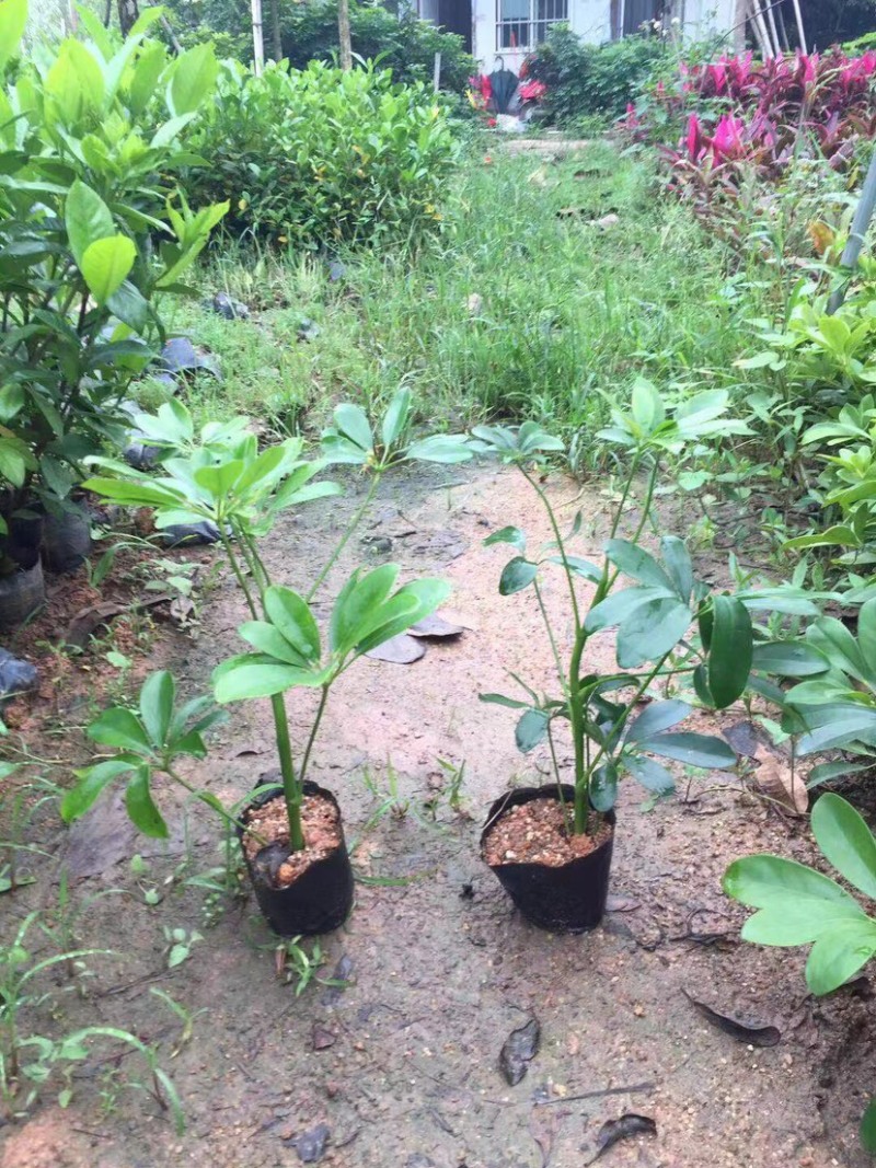 鸭脚木小杯中杯大杯基地直销质量优质欢迎老板来电咨询