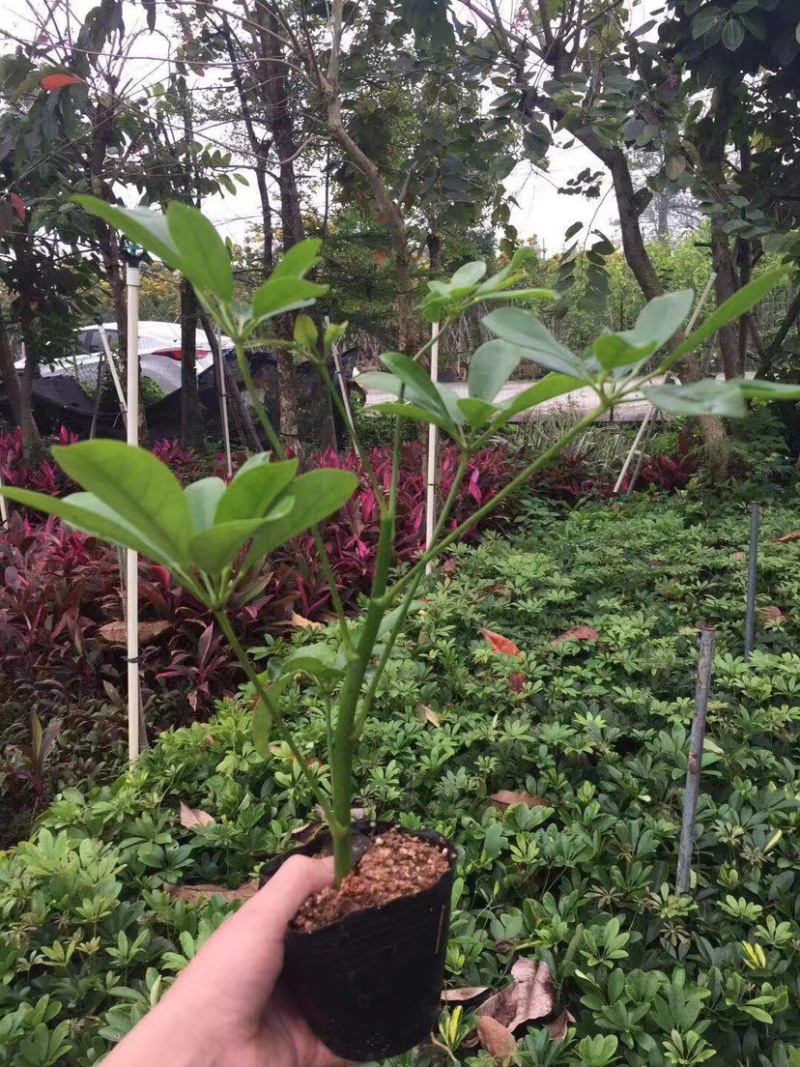 鸭脚木小杯中杯大杯基地直销质量优质欢迎老板来电咨询