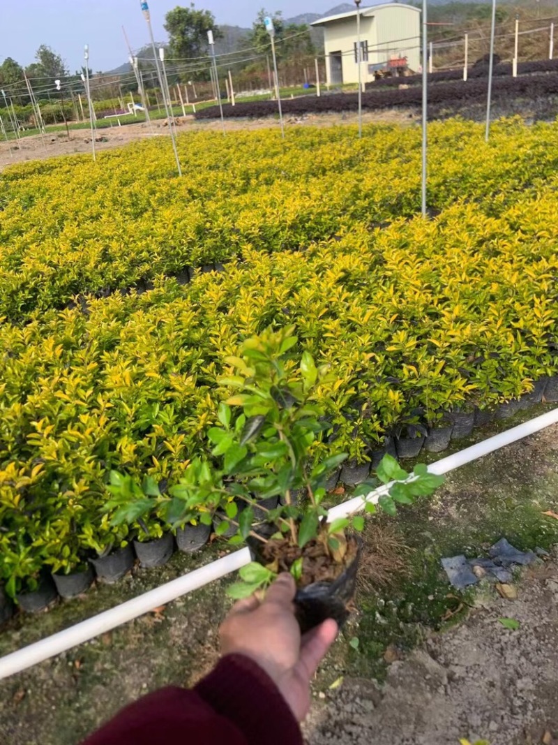 黄素梅小杯中杯布袋基地直销质量优质欢迎老板来电咨询