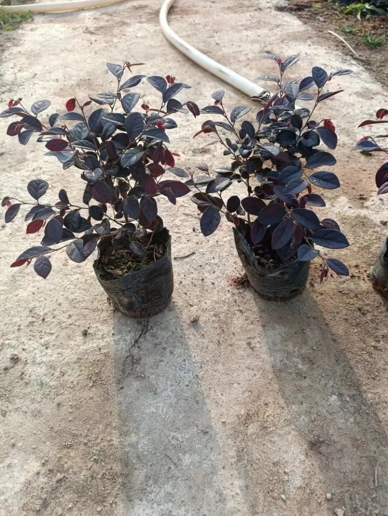 红花继木小杯中杯基地直销质量优质，欢迎老板前来咨询合作