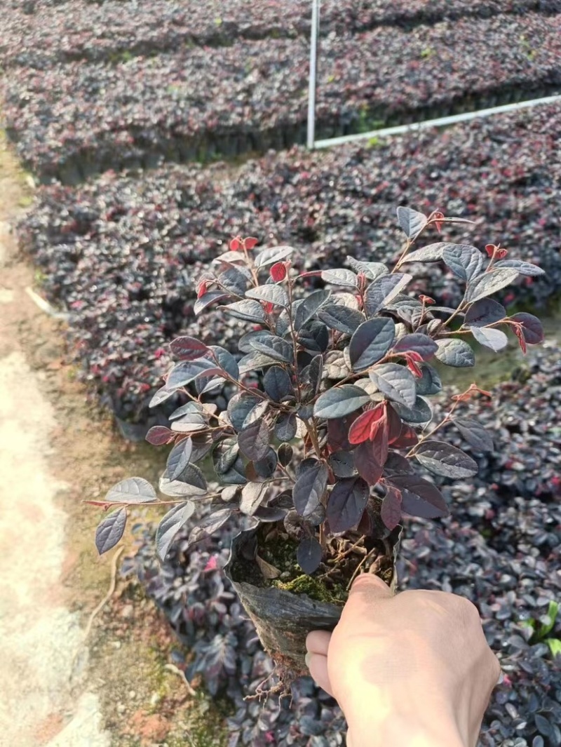 红花继木小杯中杯基地直销质量优质，欢迎老板前来咨询合作