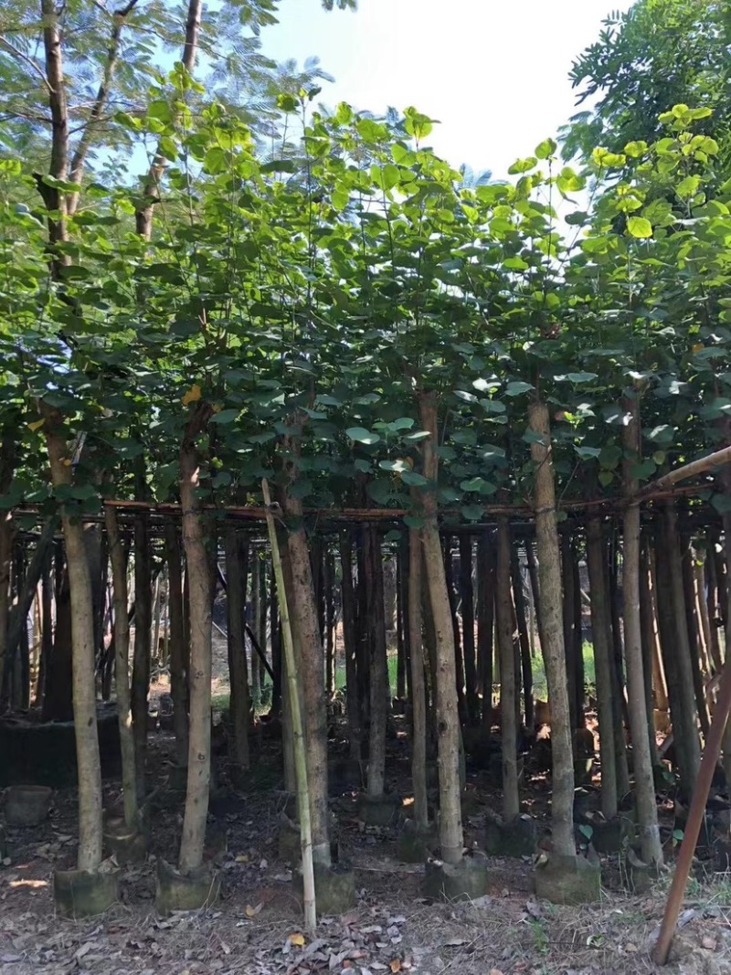 扦插/骨架/全冠黄槿基地直销规格齐全欢迎老板来电咨询