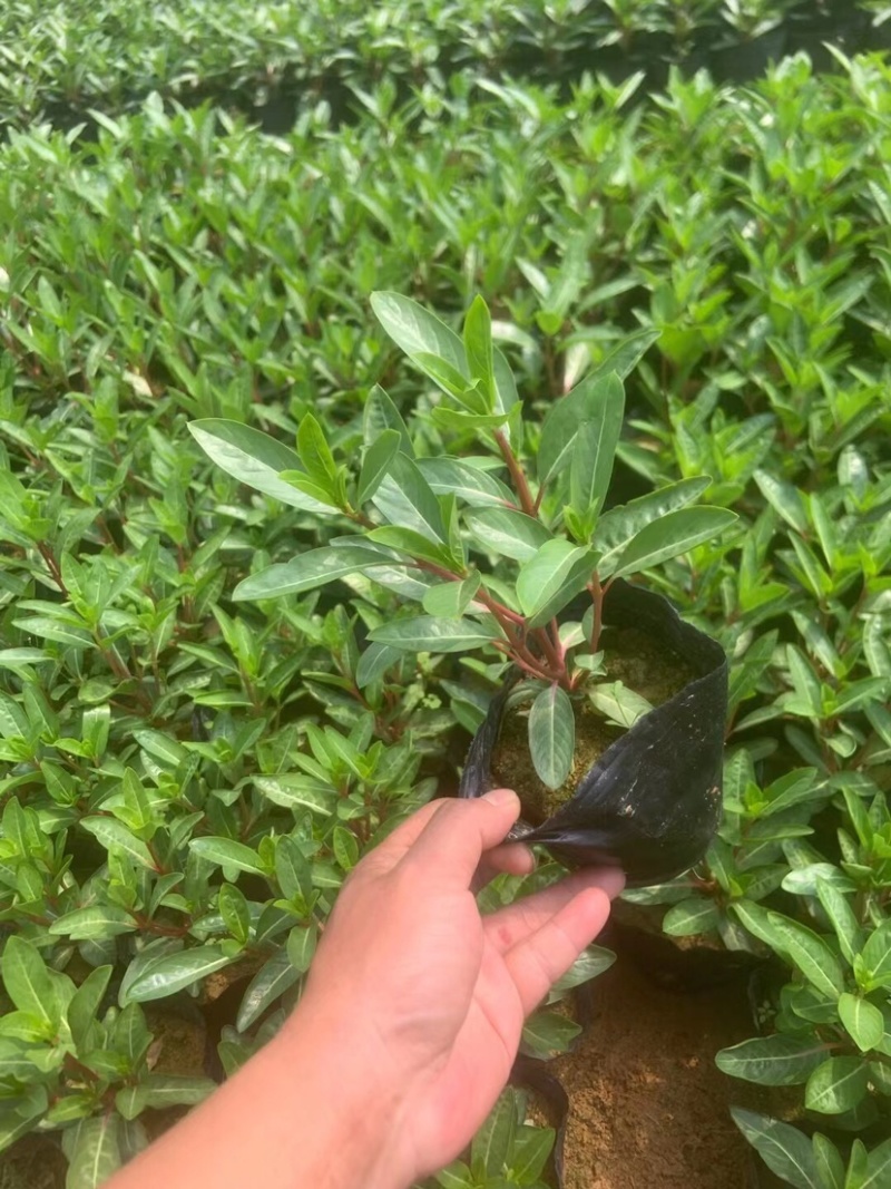 长春花小杯中杯基地直销质量优质欢迎老板来电咨询合作