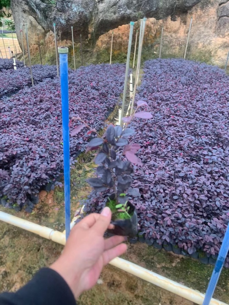 红花继木小杯中杯基地直销质量优质欢迎老板来电咨询合作