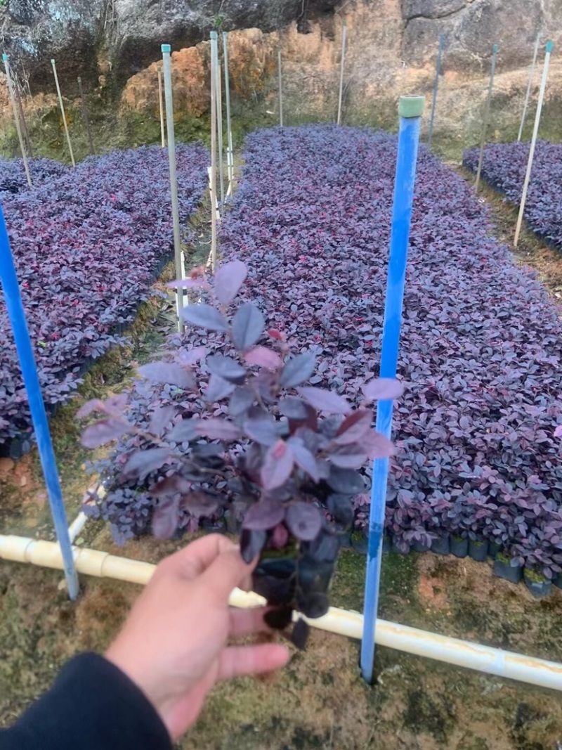 红花继木小杯中杯基地直销质量优质欢迎老板来电咨询合作
