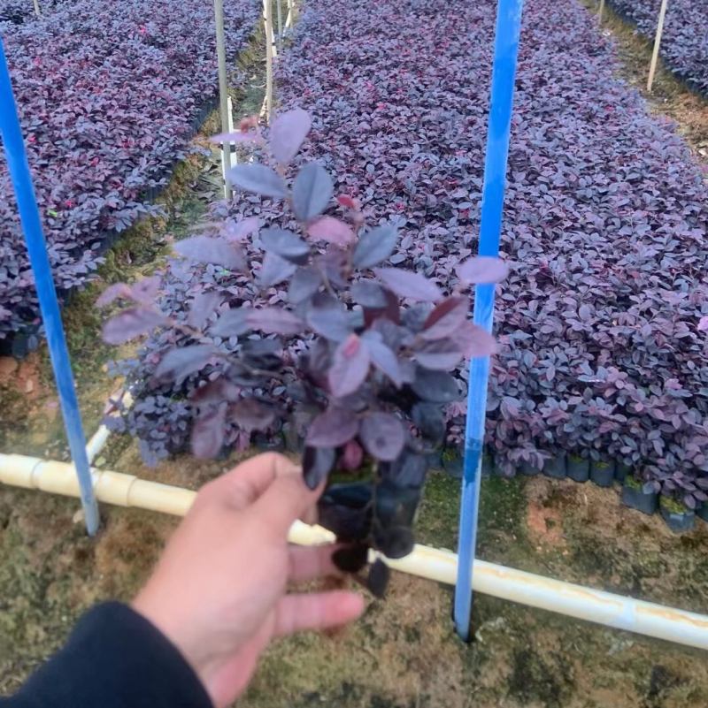 红花继木小杯中杯基地直销质量优质欢迎老板来电咨询合作