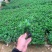 满天星小杯中杯基地直销质量优质欢迎老板来电咨询合作