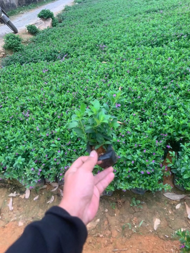 满天星小杯中杯基地直销质量优质欢迎老板来电咨询合作