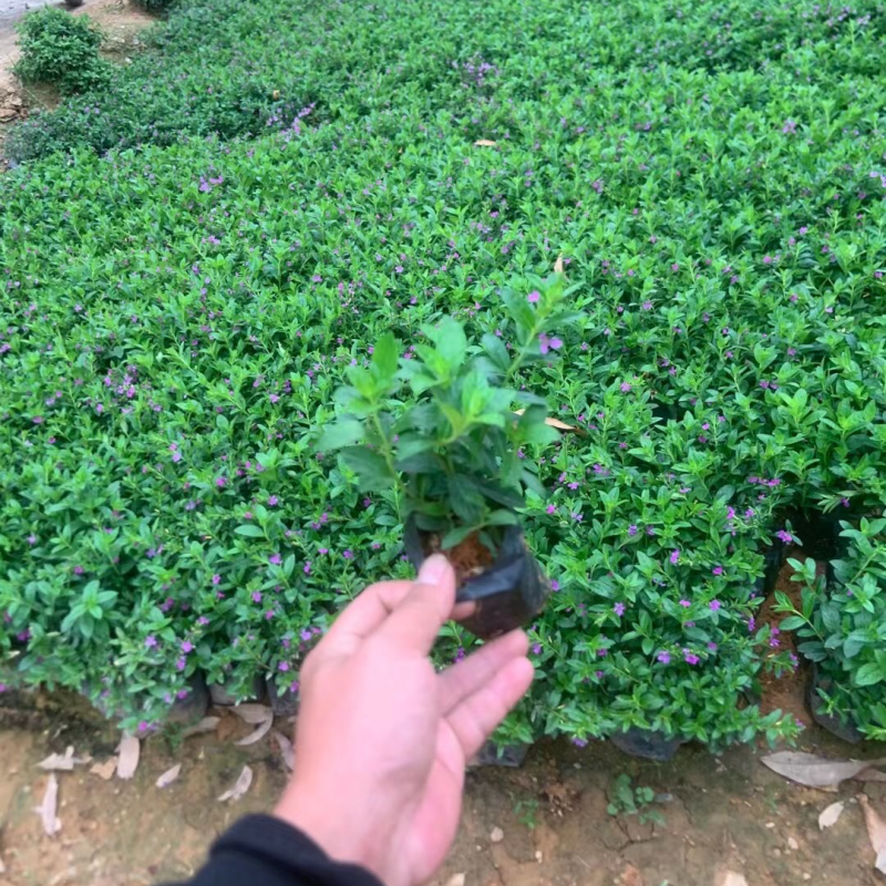 满天星小杯中杯基地直销质量优质欢迎老板来电咨询合作