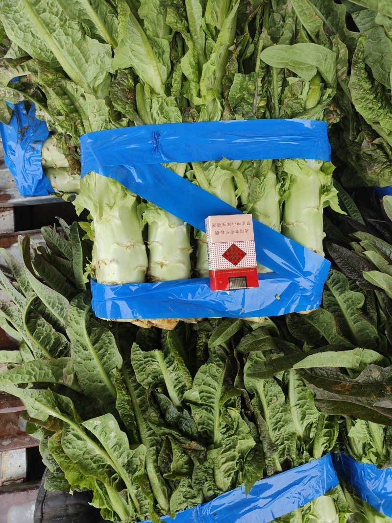 红叶香莴苣青皮青肉50厘米大量供应