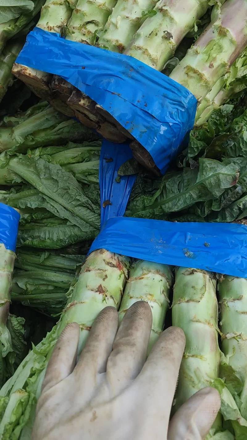 红叶香莴苣青皮青肉50厘米大量供应