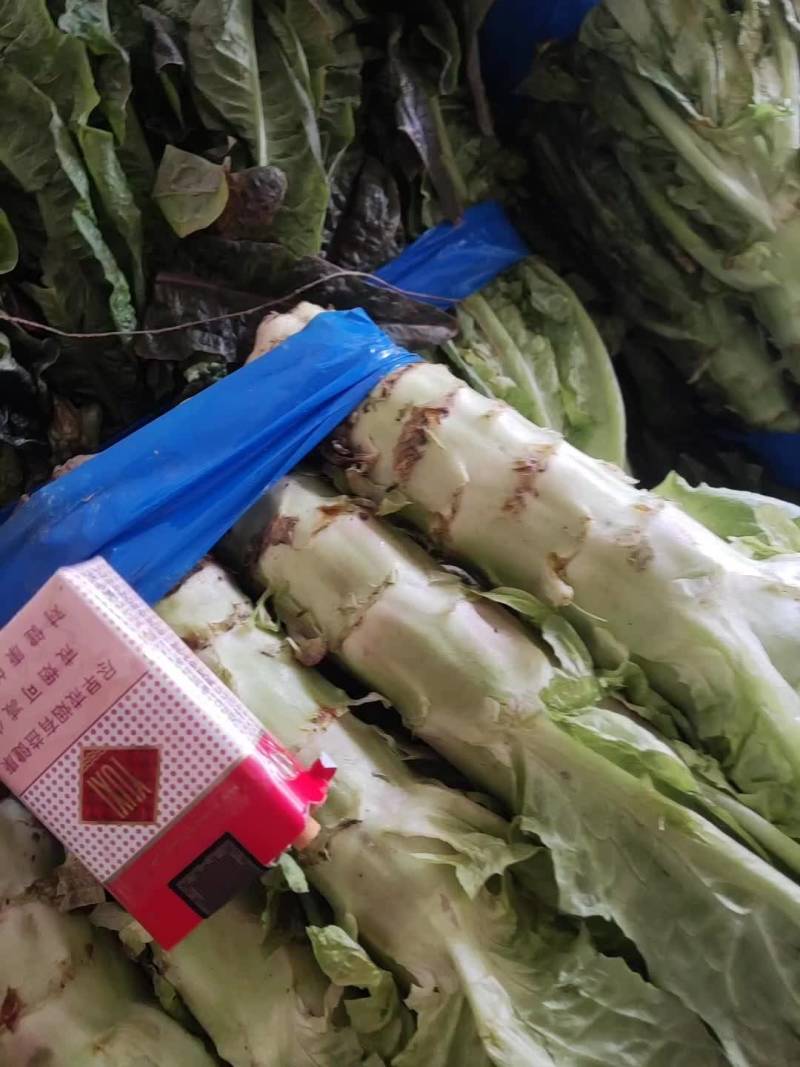 红叶香莴苣青皮青肉50厘米大量供应