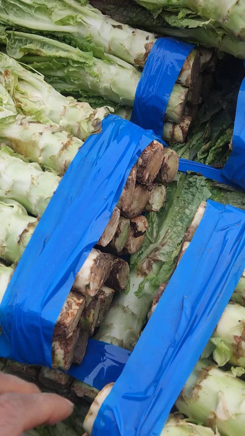 红叶香莴苣青皮青肉50厘米大量供应
