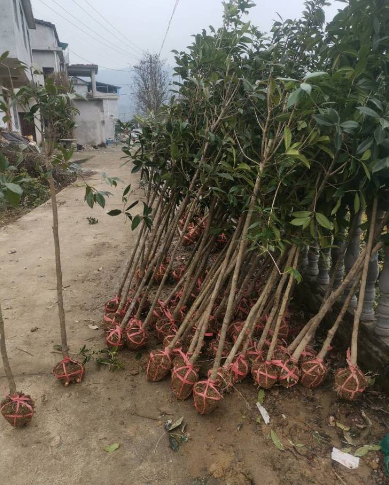 【精品推荐】大量低售金桂丹桂，工程用桂花树，占地桂花树