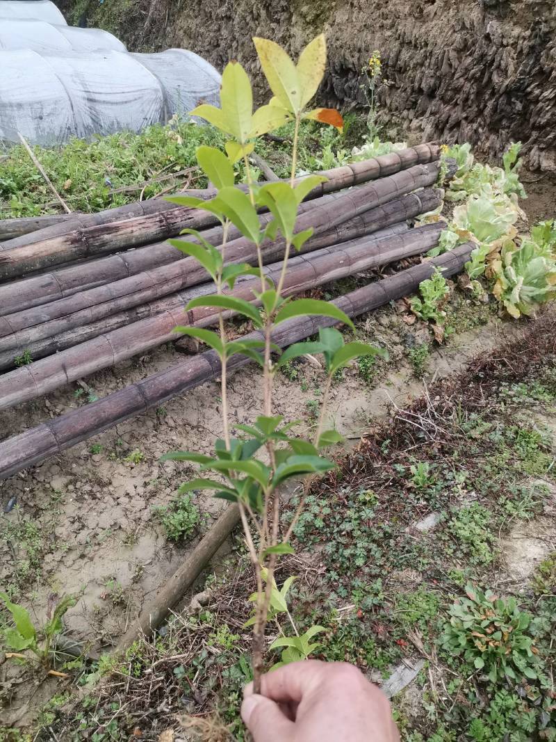 【桂花树】四季桂苗圃现挖现发提供技术量大从【包邮】