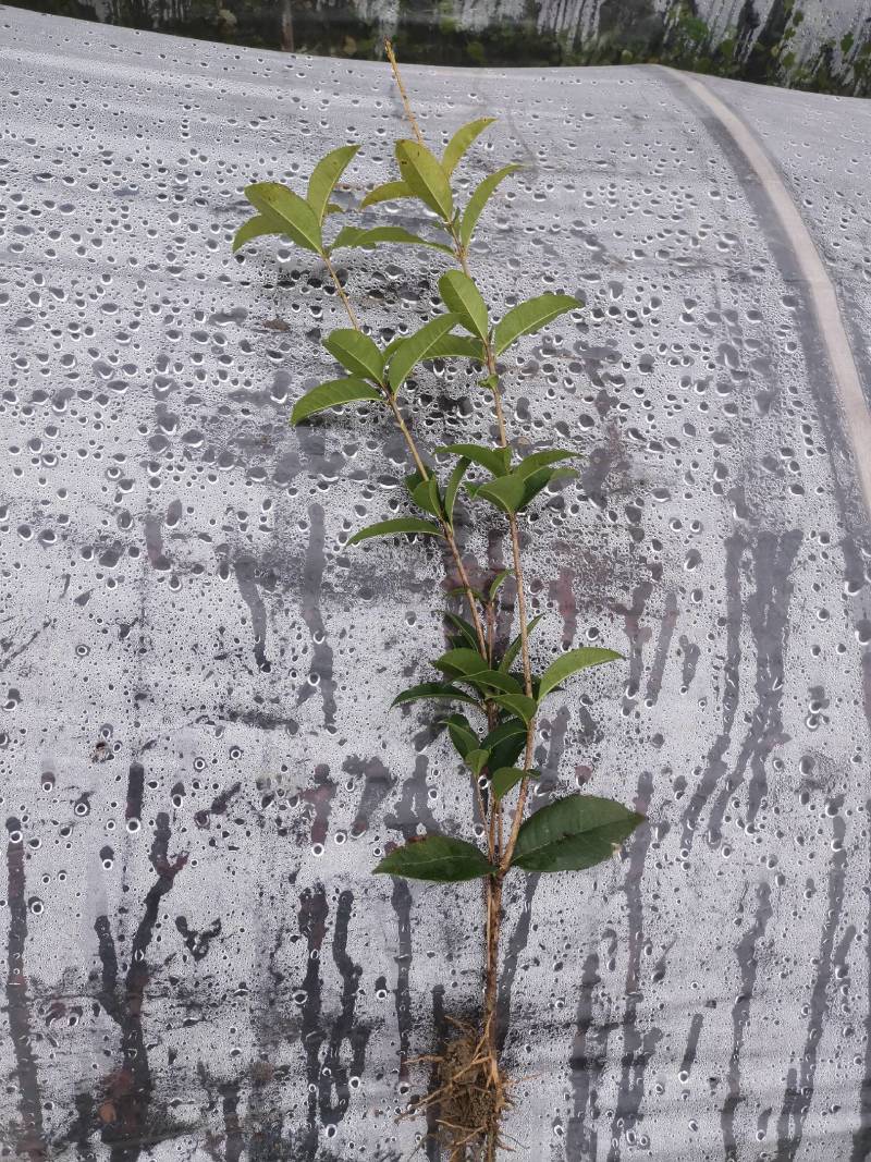 【桂花树】四季桂苗圃现挖现发提供技术量大从【包邮】