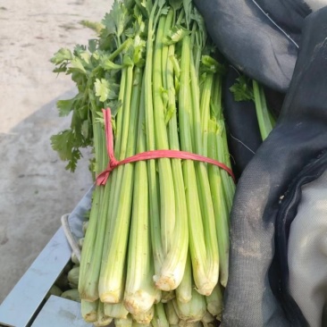中小棵西芹大量供应欢迎联系