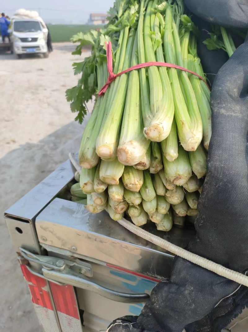 中小棵西芹大量供应欢迎联系