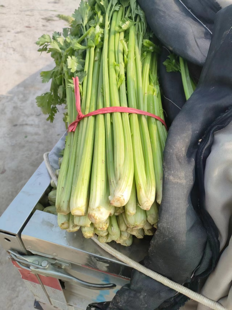 中小棵西芹大量供应欢迎联系