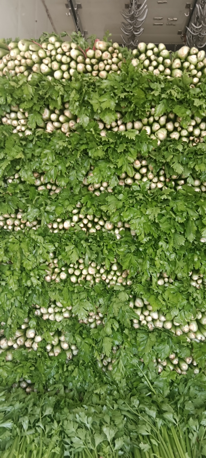 中小棵西芹大量供应欢迎联系