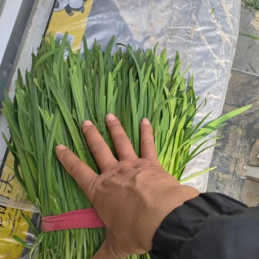万亩基地韭菜欢迎各位大佬联系