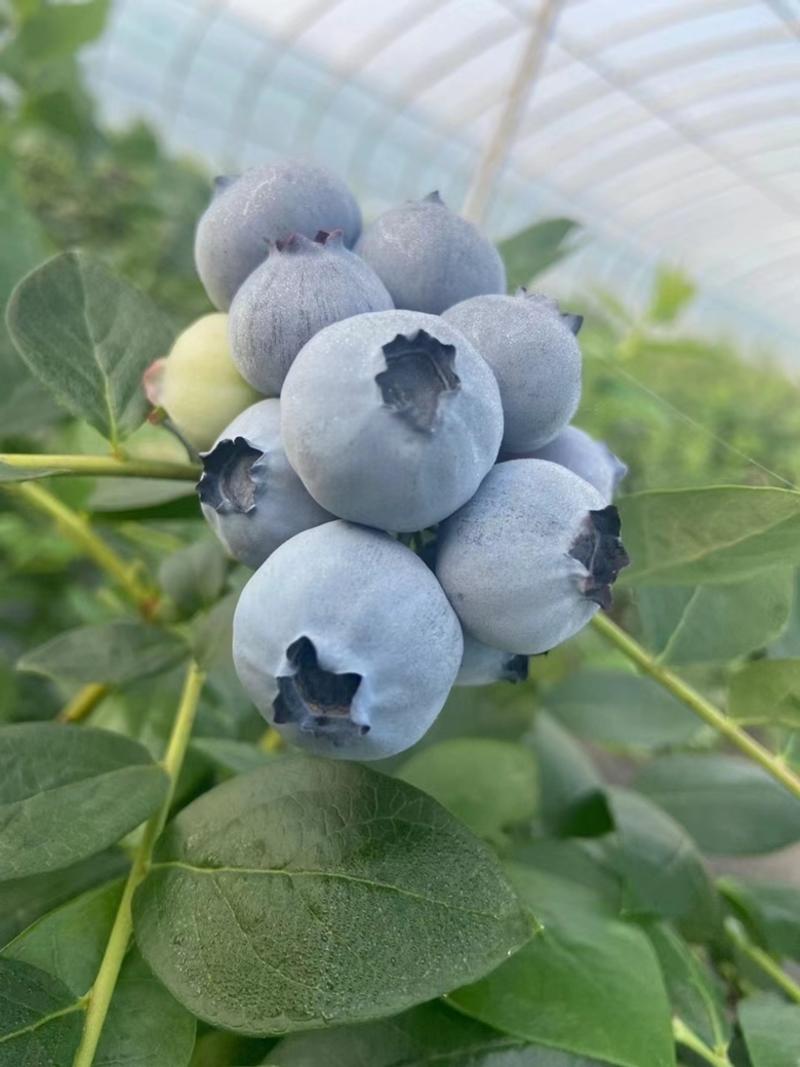 不是所有蓝莓都是甜口的品质
