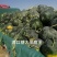 满口糖大果甜王西瓜种子，大红瓤，耐重茬，易管理