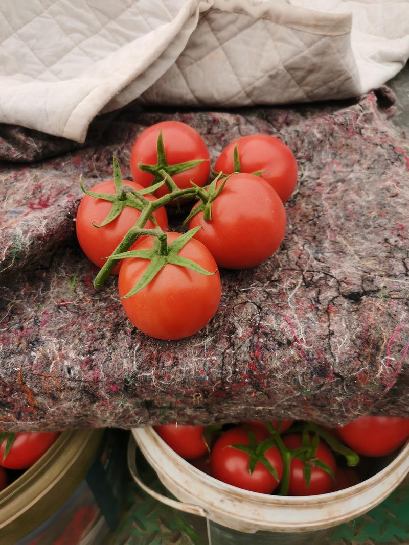 硬粉西红柿精品，硬粉，弧三以上，不大冷，溯框，土地