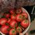 硬粉西红柿精品，硬粉，弧三以上，不大冷，溯框，土地