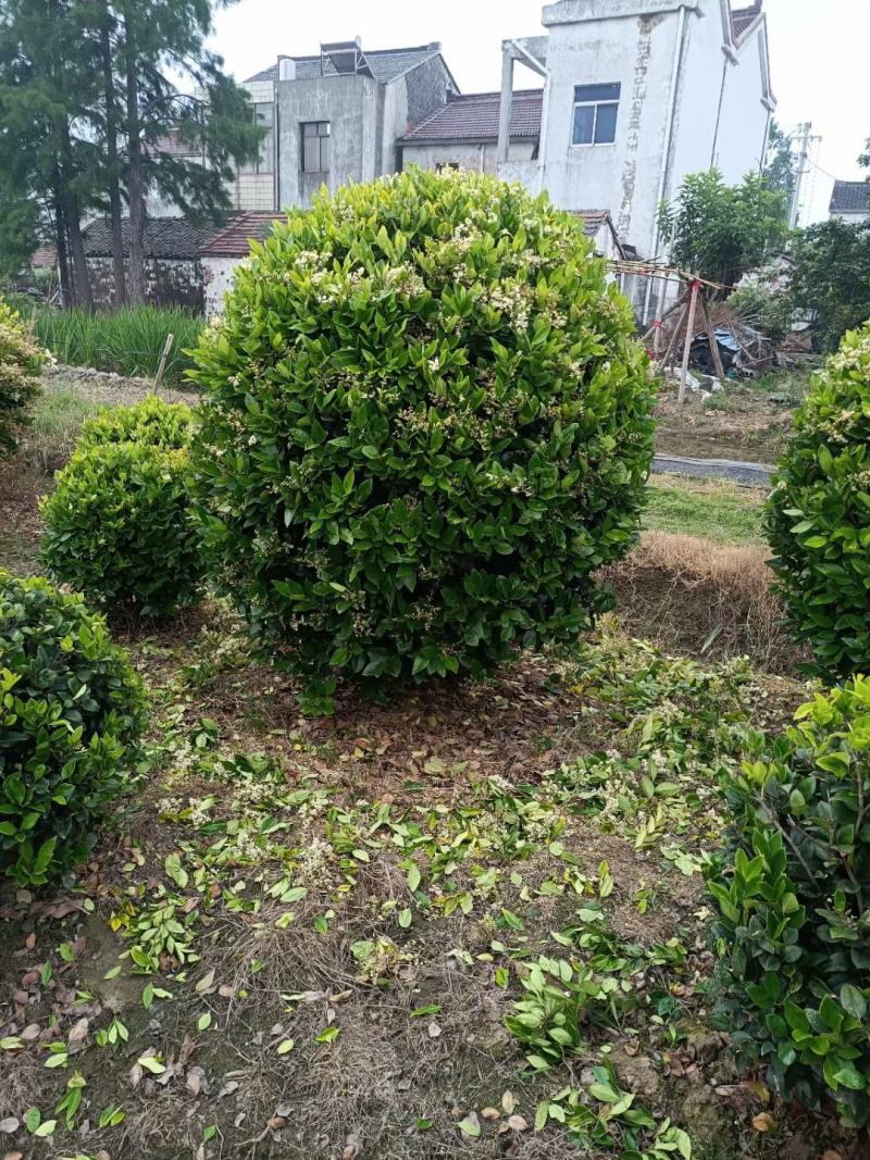 金森女贞球