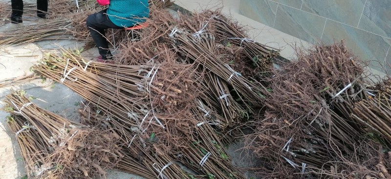 正宗半边红李子树苗，半边红李子苗，茵红李苗，品种纯