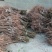正宗半边红李子树苗，半边红李子苗，茵红李苗，品种纯