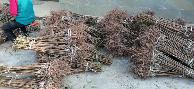 正宗半边红李子树苗，半边红李子苗，茵红李苗，品种纯