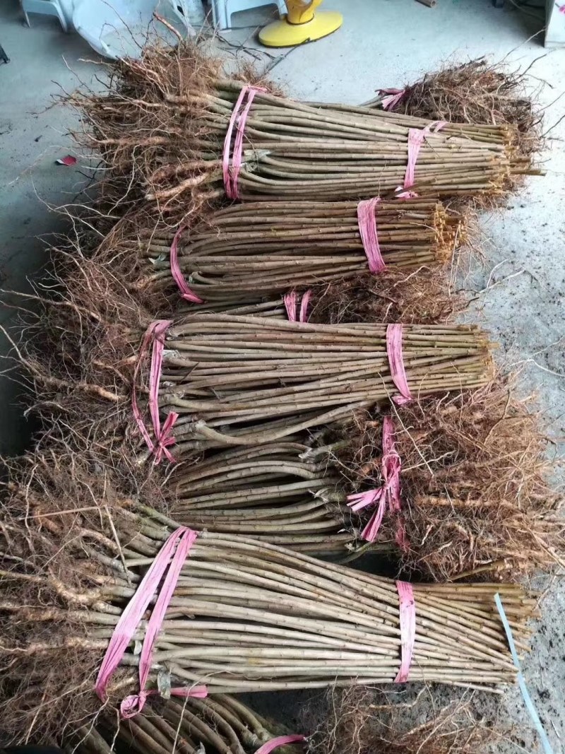 正宗半边红李子树苗，半边红李子苗，茵红李苗，品种纯