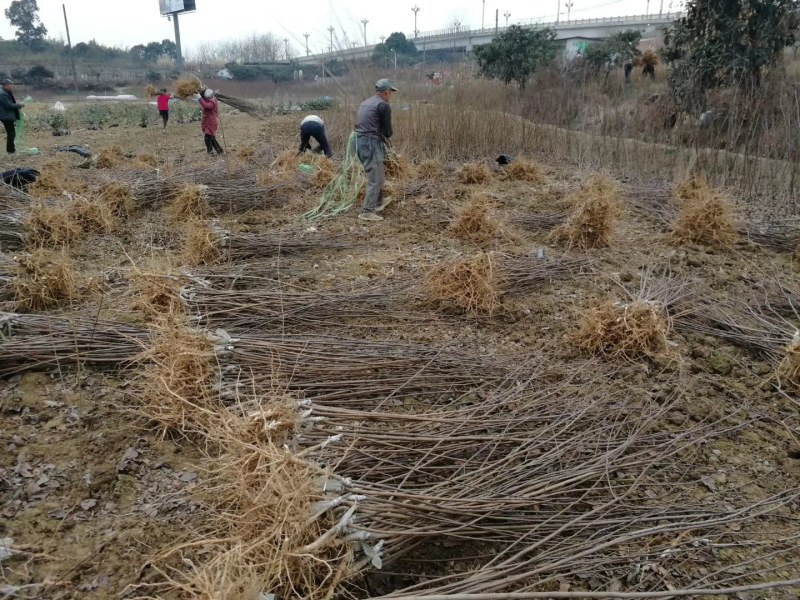 正宗半边红李子树苗，半边红李子苗，茵红李苗，品种纯