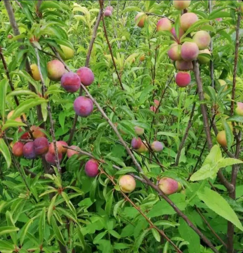 正宗半边红李子树苗，半边红李子苗，茵红李苗，品种纯