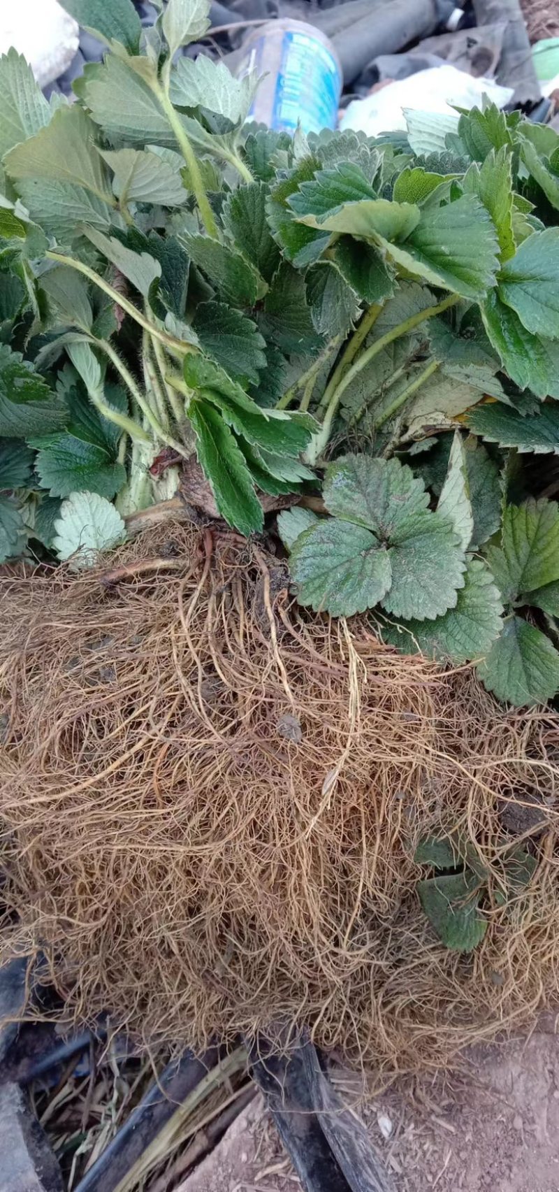【推荐】黔莓1号草莓苗云南楚雄产地直发品质好需要老板电话
