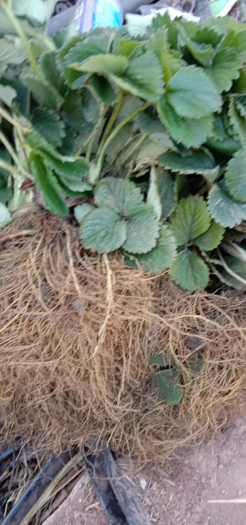 【推荐】黔莓1号草莓苗云南楚雄产地直发品质好需要老板电话