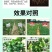 佰田择枯草芽孢杆菌水溶肥预防病害农用软腐溃疡改土微生物