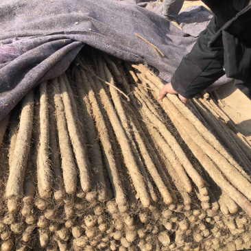 (优质)西施山药，周口原产地山药西施，欢迎采购